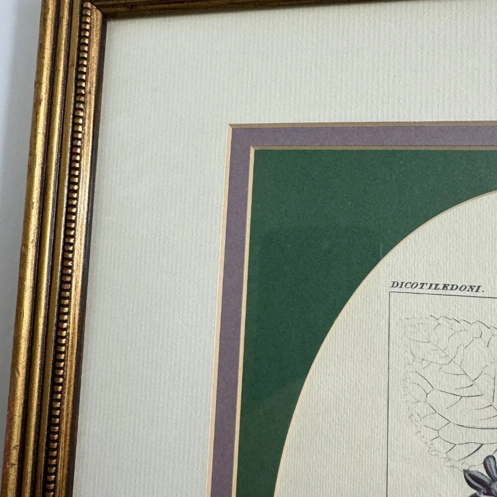 Vintage Reproduction Litho Florales Botanical Art CAMPANULA Framed